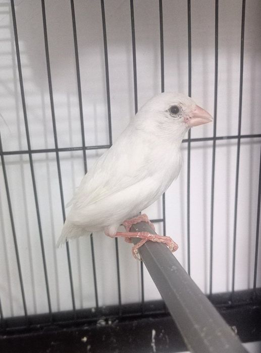 Kanareka oq moda bez petno sotladi