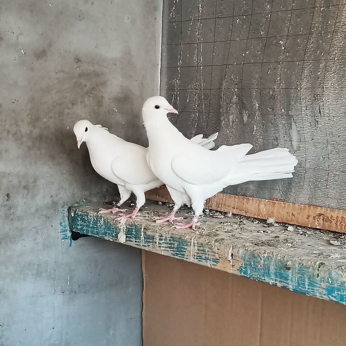 Широкахвостый сатылады Түркестанда