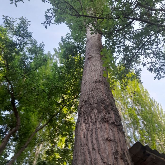 Terak sotiladi kelishilgan narxga 70 tup