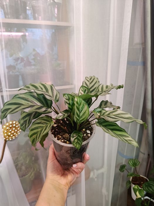 Продам  комнатные цветы
