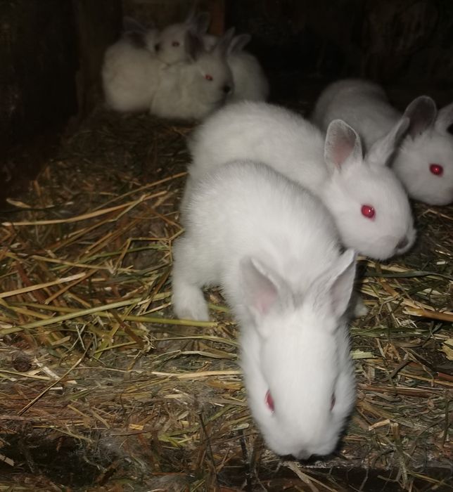 De vânzare iepurasi