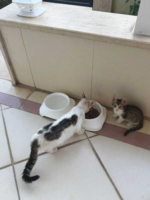 Аренда виллы "Sea Villa" в Белек (Анталия)