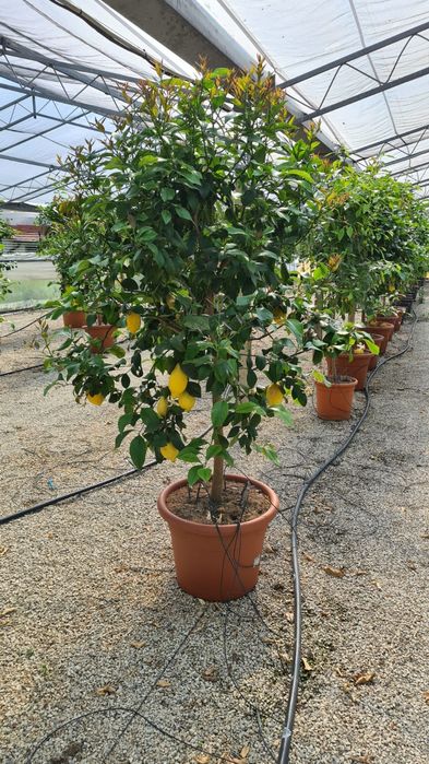 Lamai, portocali, mandarini, palmieri, maslini, plante exotice, cycas