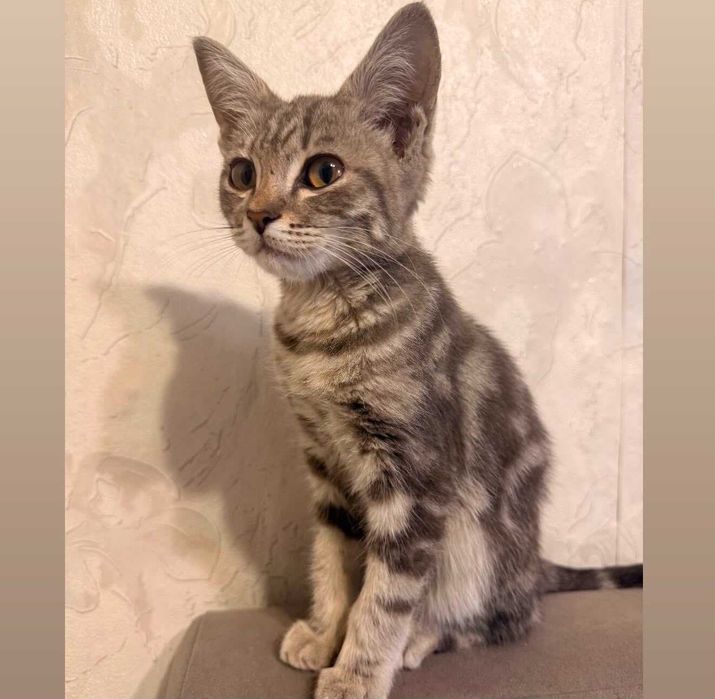 Котёнок-мальчик в добрые руки
