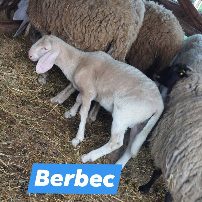 Vând oi si miei marfa