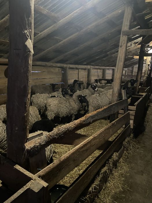 Romanov foarte bine dezvoltate ,gestante si cu miei