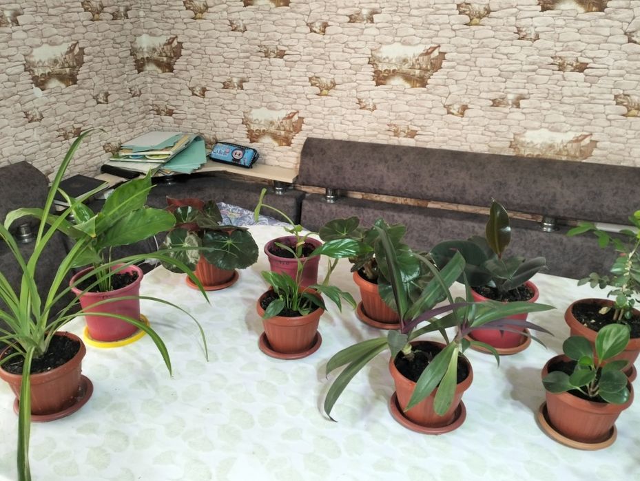 Домашние цветы разные