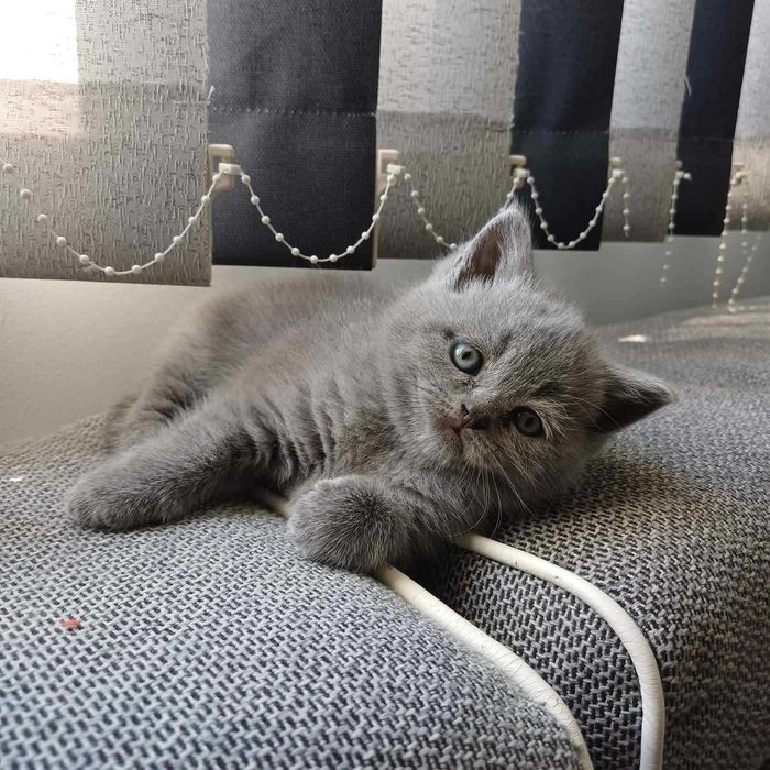 Котенца Британчета