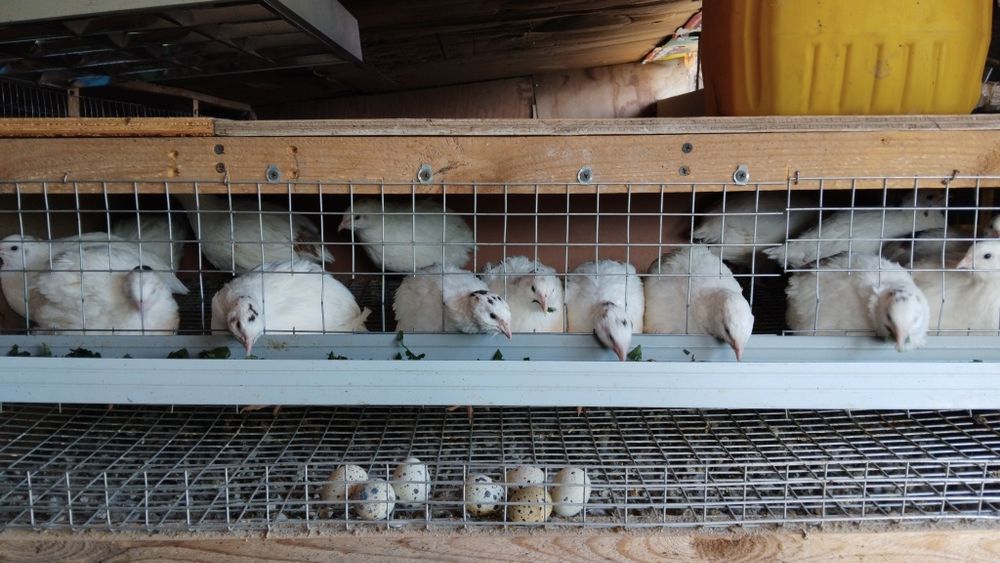 Клетка для перепела