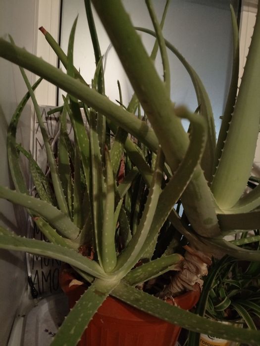 Цветок Алоэ с детками