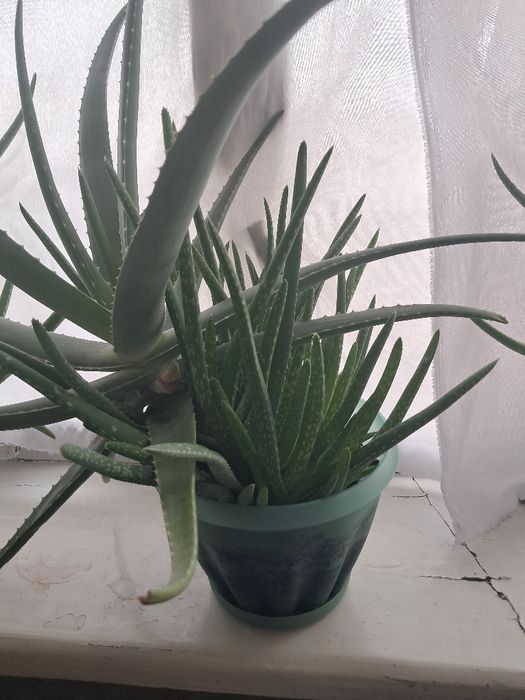 Продам алоэ вера
