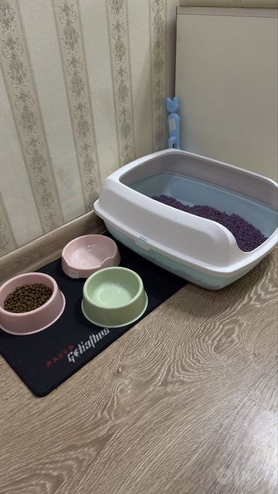 Отдам в добрые руки очаровательного чёрного котёнка!