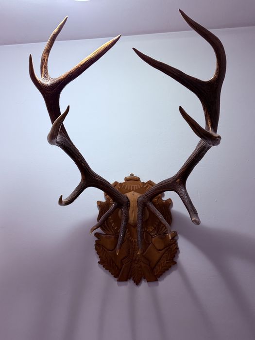 Trofeu Coarne Cerb 1m pe panoplie lemn