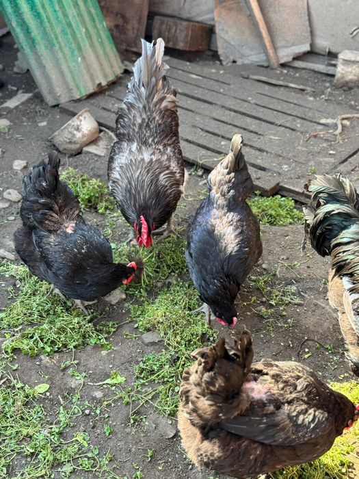 Oua si pui jersey giant