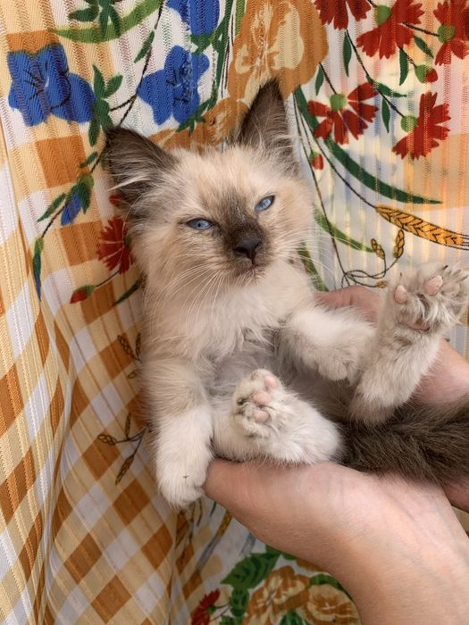 КОТЯТА Для твоего сердца