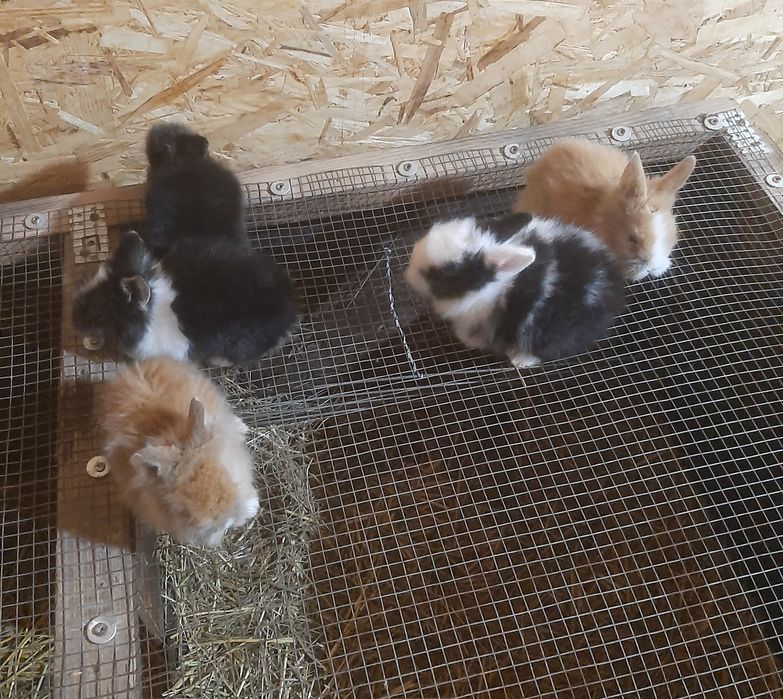 Iepurași cap de leu