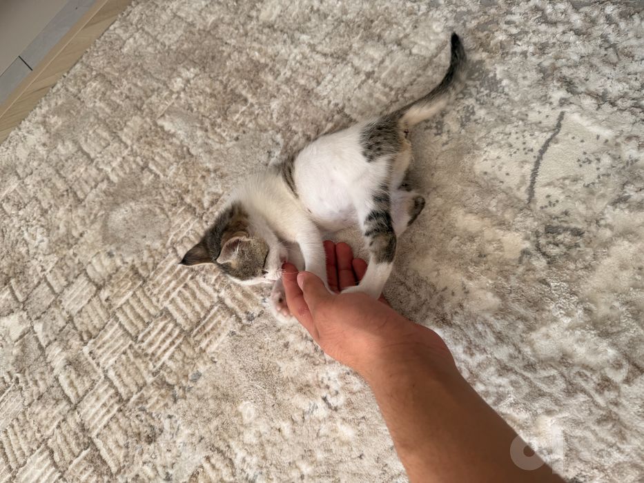Котенок бесплатно только в хорошие руки