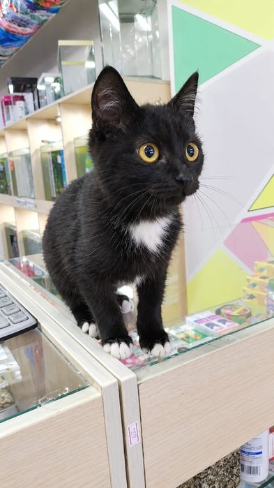 Отдам котёнка, в добрые, ответственные руки.