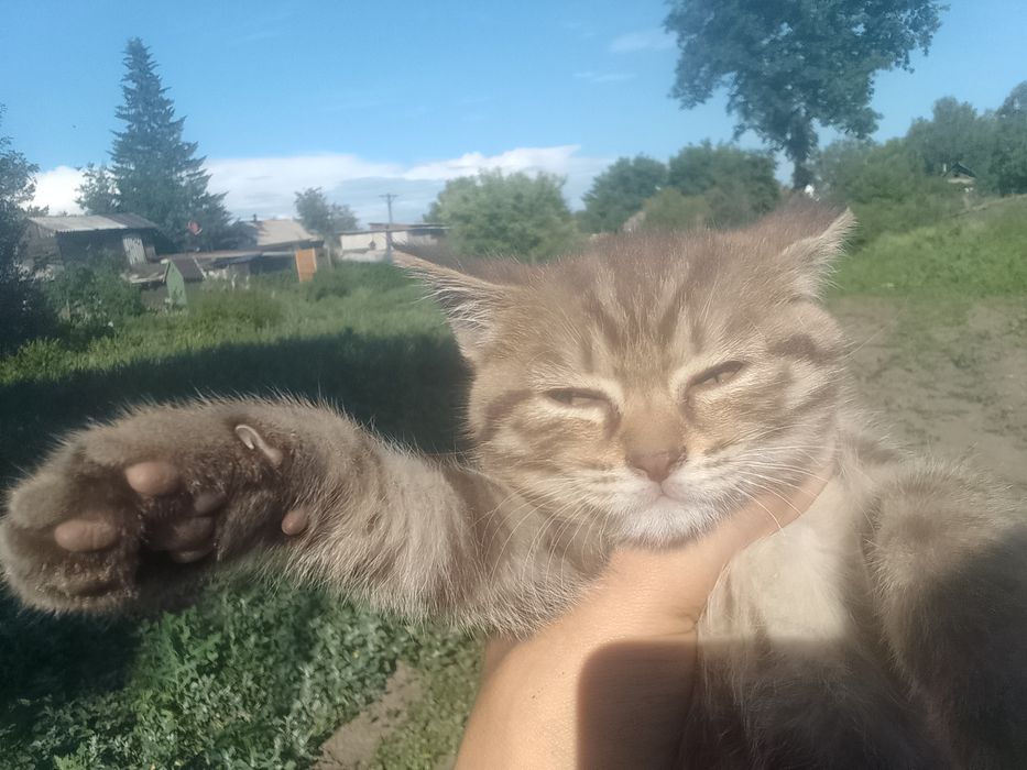 Котёнок ищет дом.