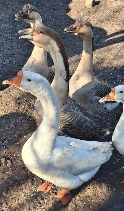 Vand pui gaina din oua verzi-albastre, cocosi pitici, rate lesesti, gaste