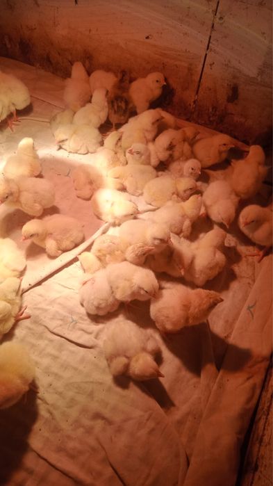 Цыплята бройлер домашние