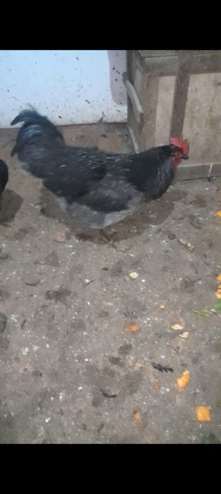 Продам петушков и курицу