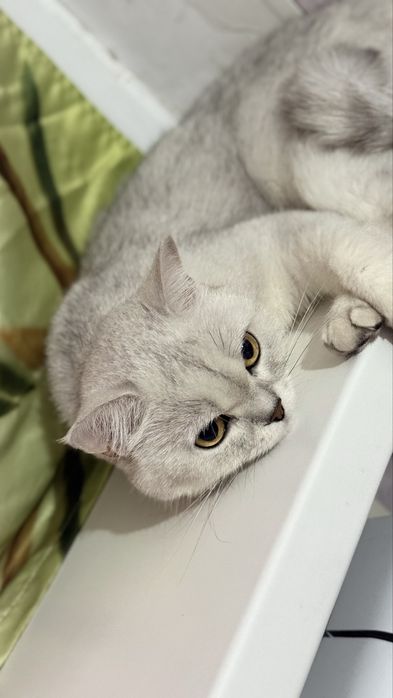 Отдам кошечку породистая