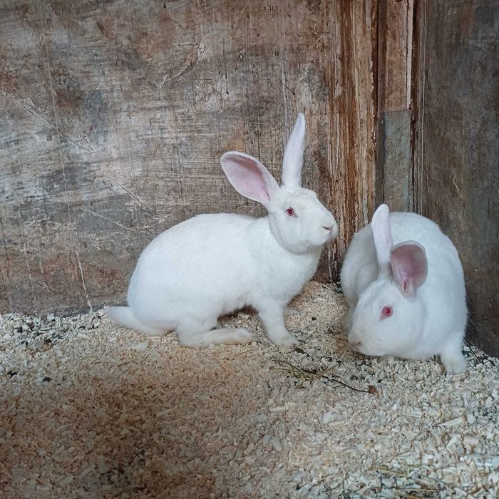 Vând hycole francez și iepuri secuiesc