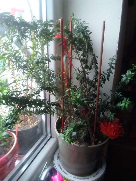 Mirtă,  floarea miresei candva