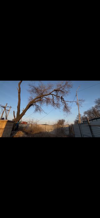 Спил деревье Ағаш кесу