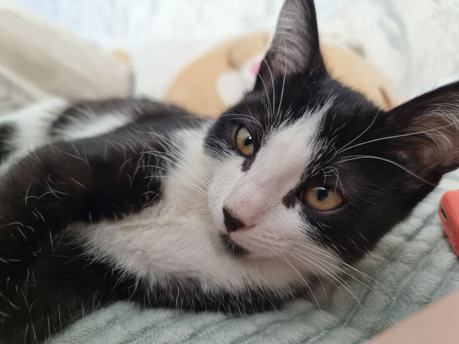 срочно отдам котёнка,мальчик