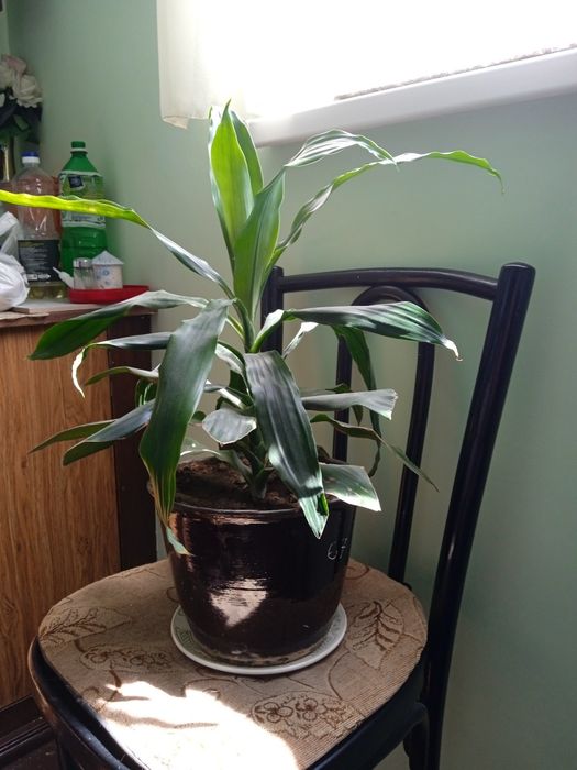 Драцена душистая, 65см