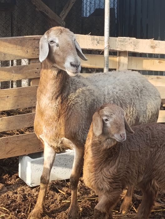 Арашан матка с ягненкам