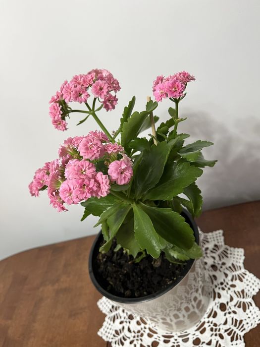 Продам Декоративное Каланхое