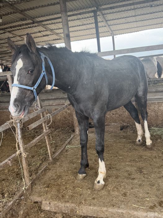 Сыйлыққа Тай Құнан англо араб