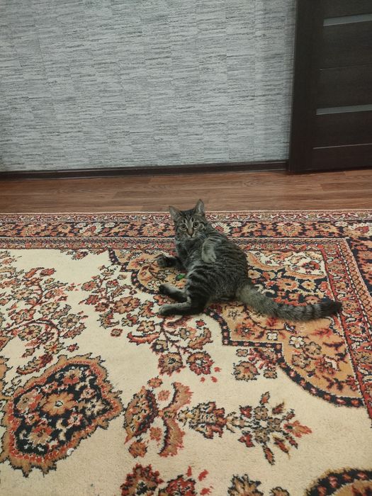 Бесплатно отдам котенка