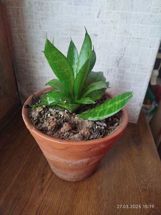 Цветы комнатные домашние