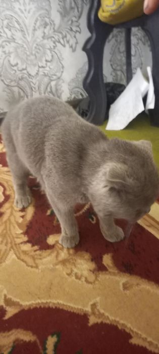 Scottish Fold  shoklandiya qiyshiq quloq mushugi