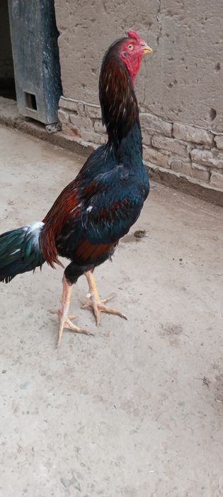 Daka xoʻroz sotiladi