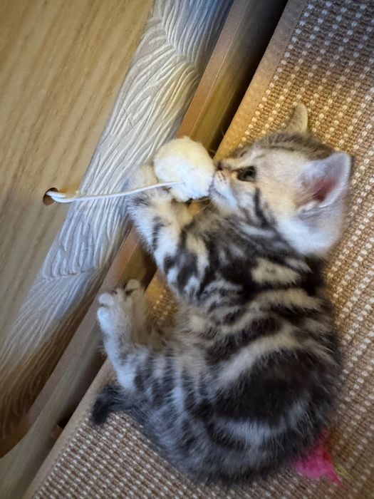 Котята Британцы 1,5 месячные