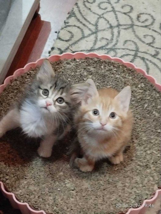 Котята ищут семьи!