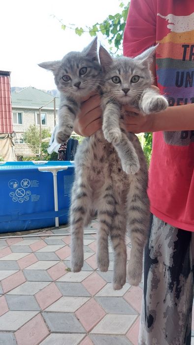Отдам котят в добрые руки,обе девочки