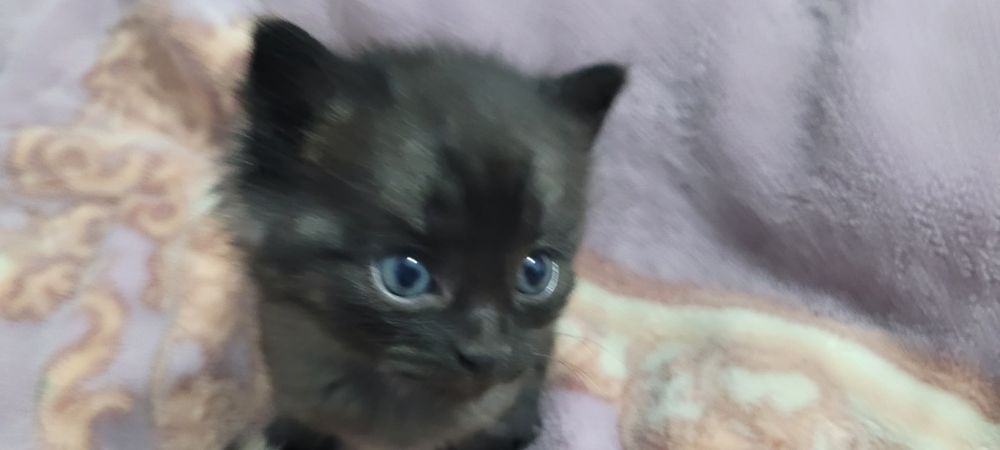 Очаровательный котёнок ищет хозяев