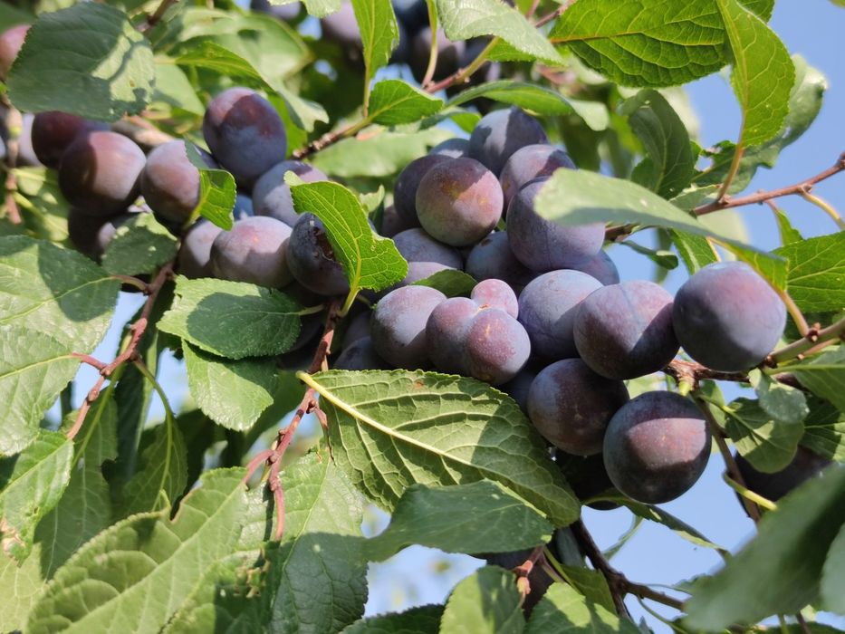 Дача  "Рассвет" ( " Тимерязево" ) 2 линия