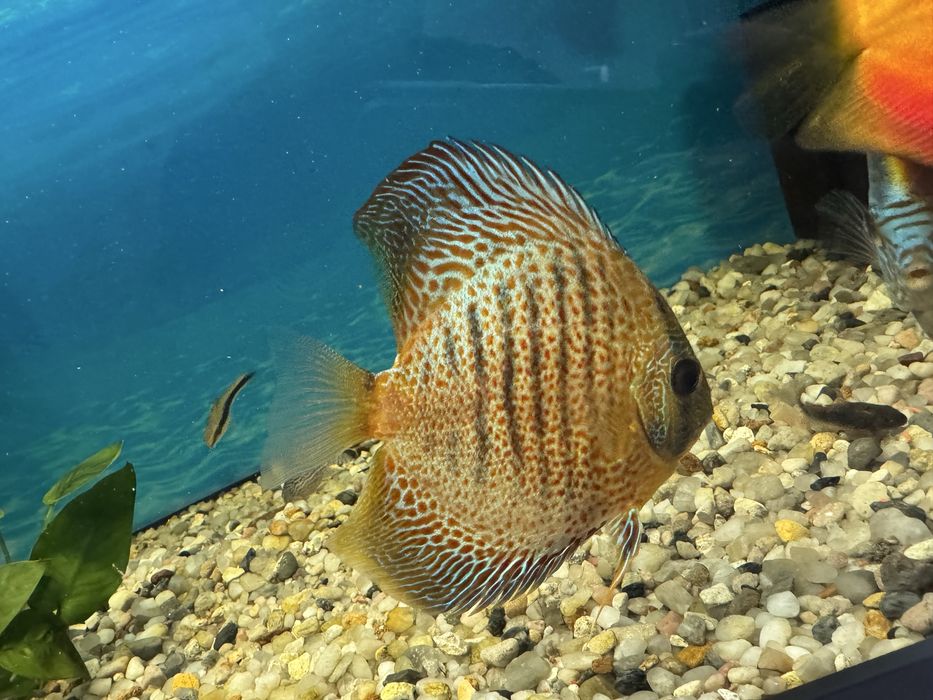 Vand 2 discusi cu dimensiuni de peste 10 cm