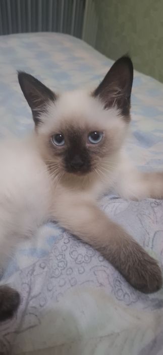 Сиямский мушукчалар сотилади