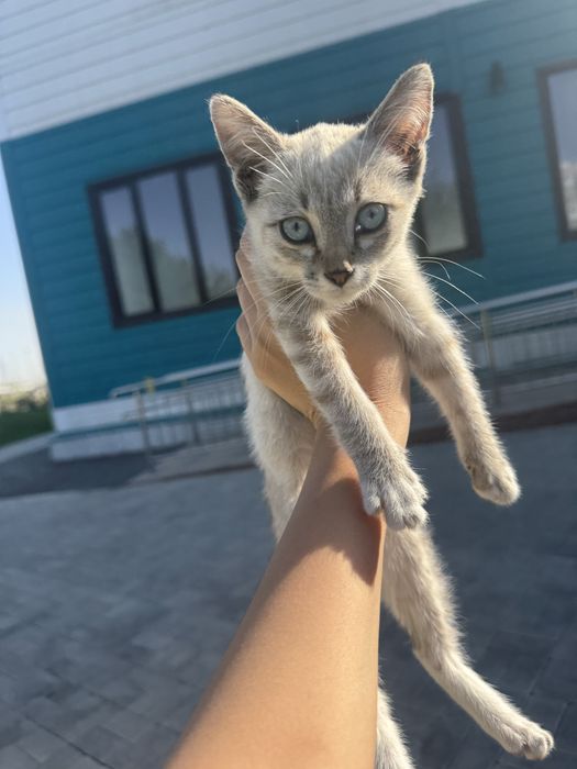 Котенок в добрые руки