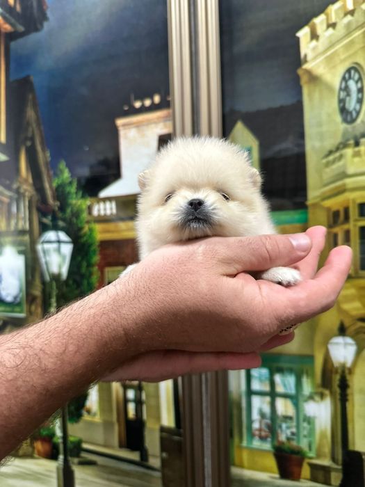 Шпицы кремовые девочки и мальчики