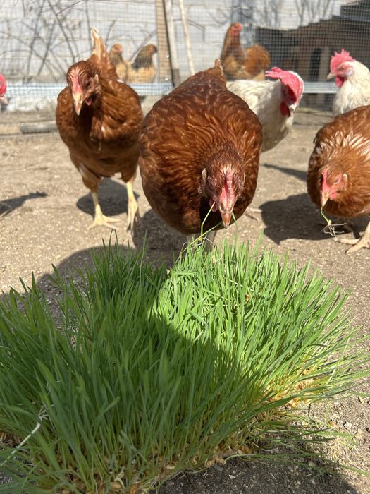 Несушки Ломан Браун мододки 5 месяцев