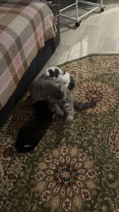 Котята в хорошие руки